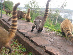 I simpatici Coati', gli animaletti a meta' tra il procione e il formichiere che popolano le cascate di Iguazu