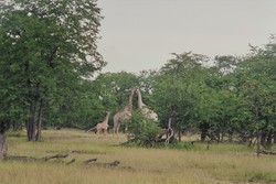 Una tranquilla famigliola di giraffe sorpresa dal mio obiettivo