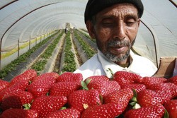 Raccolta di fragole